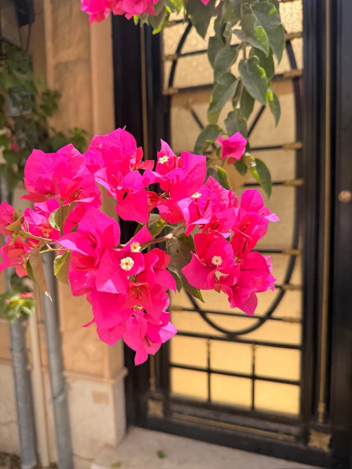 bougainvillea by a gate