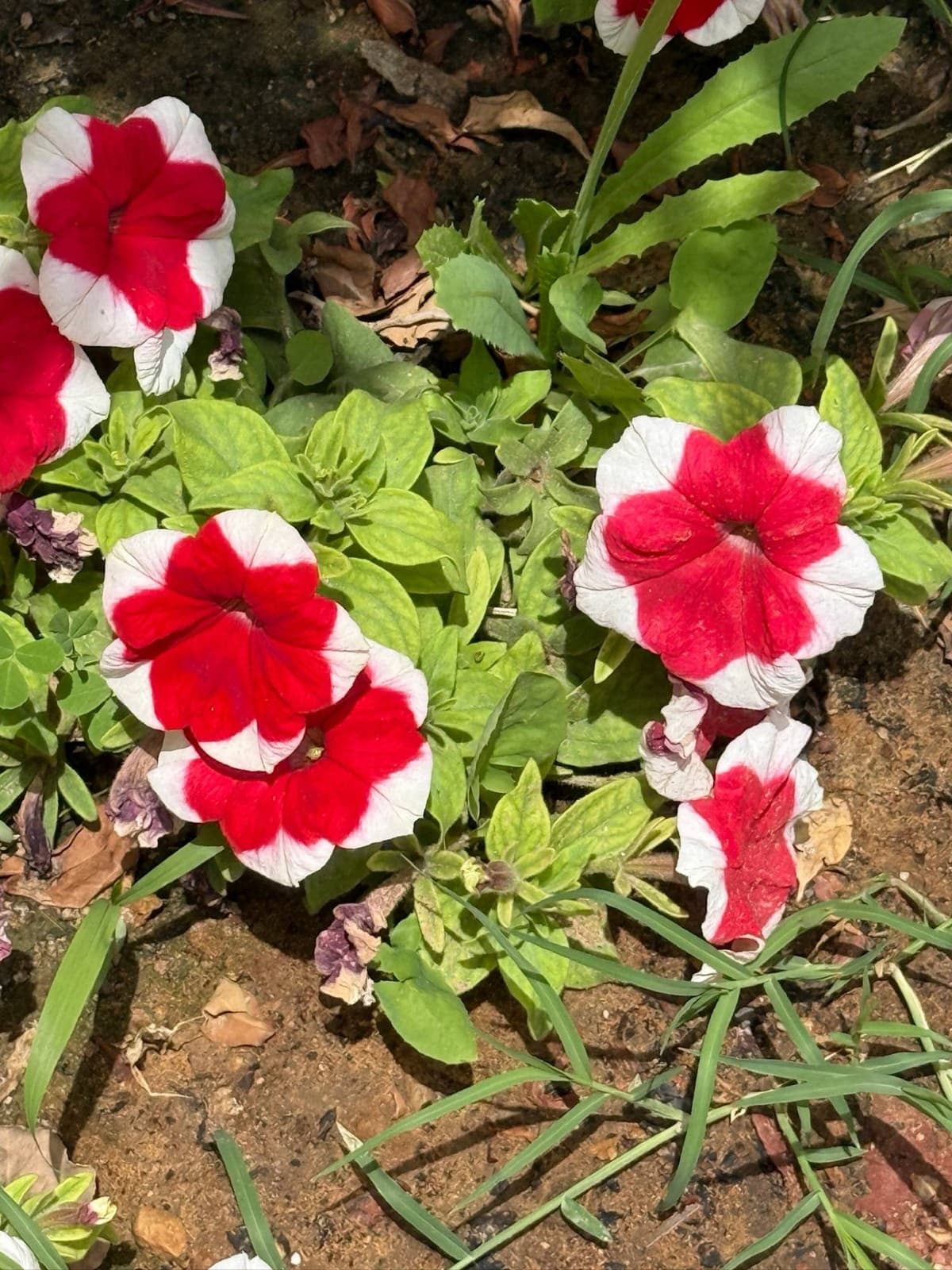 red and white petunias