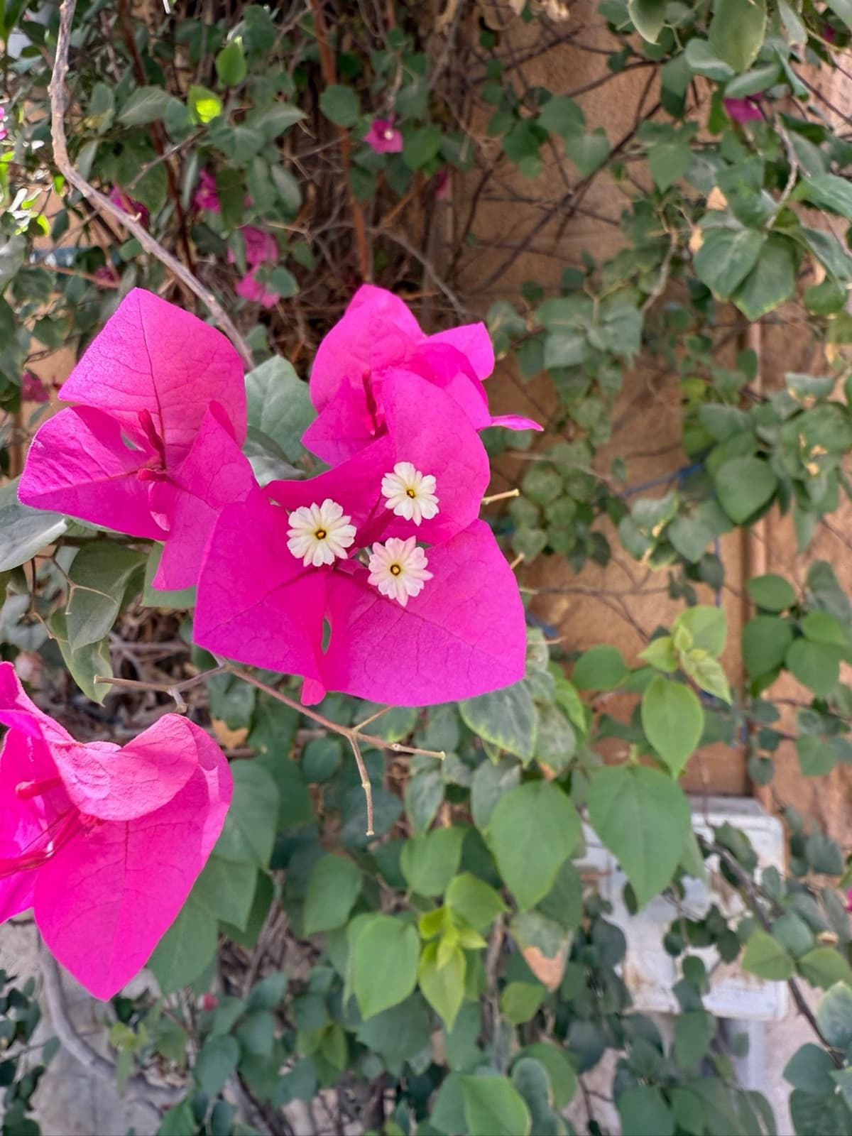 three bracts, three tiny flowers