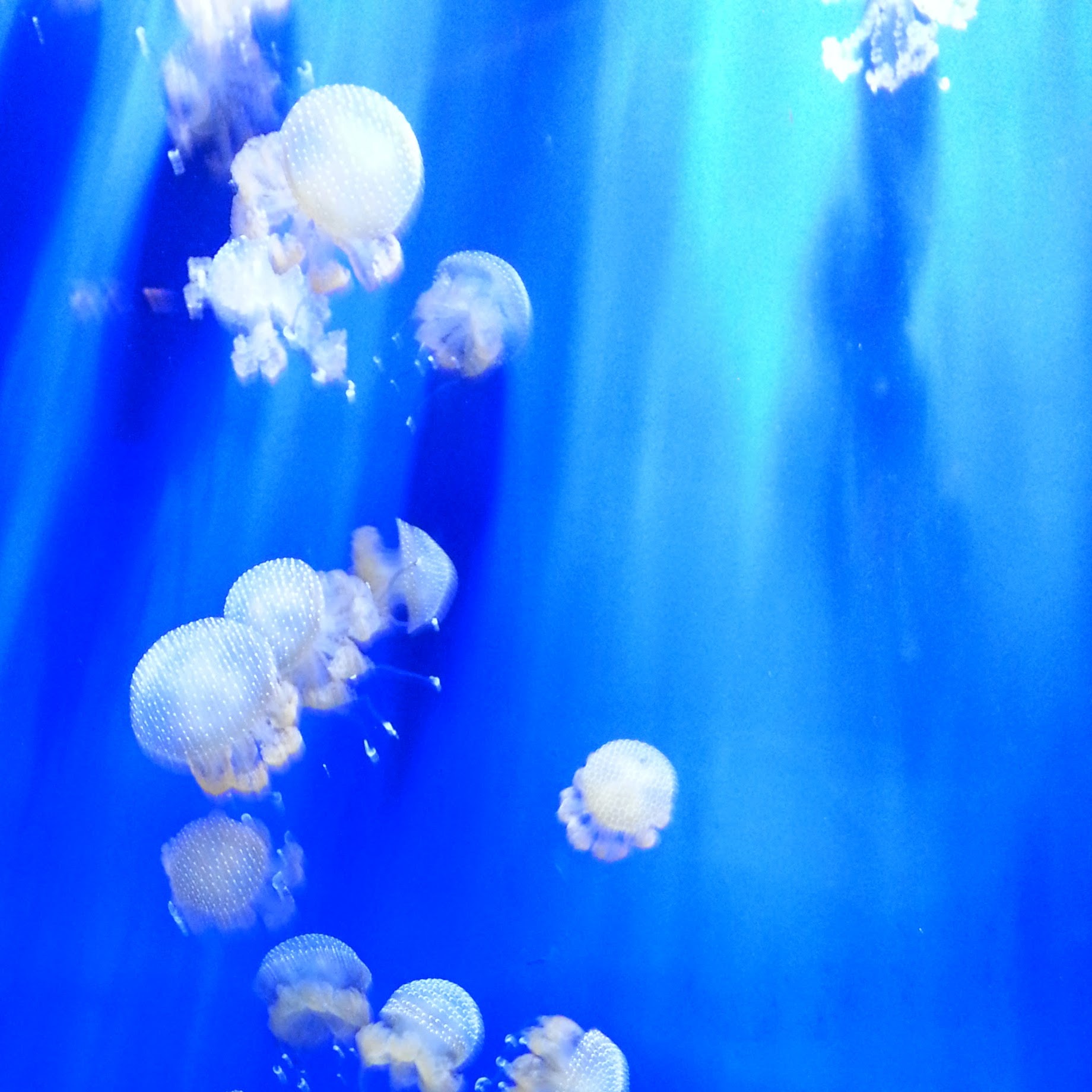 A translucent jellyfish drifting through deep blue aquarium water, with tentacles trailing below.