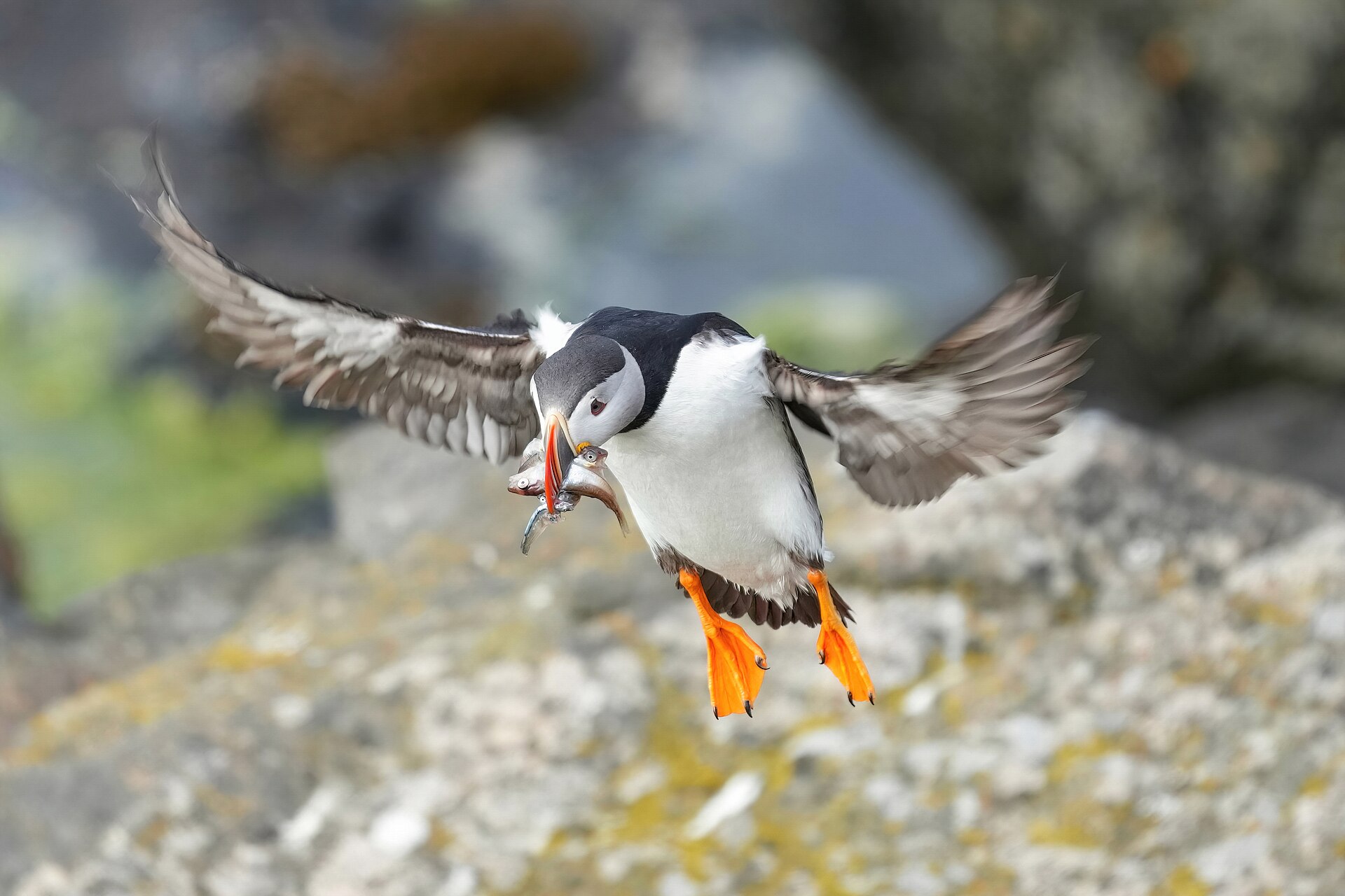 An Atlantic puffin coming in to land with wings spread and bright orange feet down, beak full of silver fish.