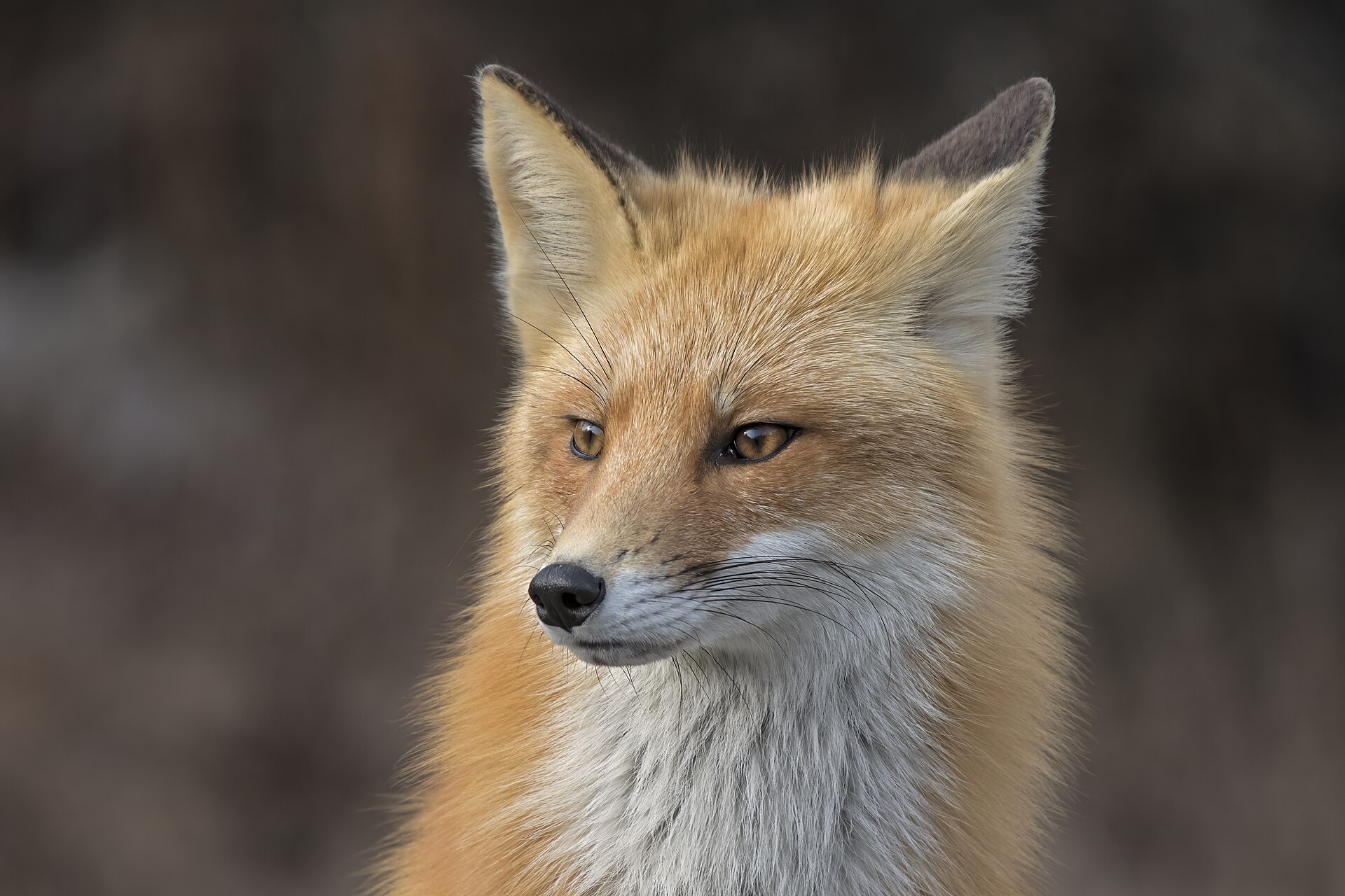 Portrait of a red fox in soft light, ears up, gazing into the distance with a thoroughly professional expression.